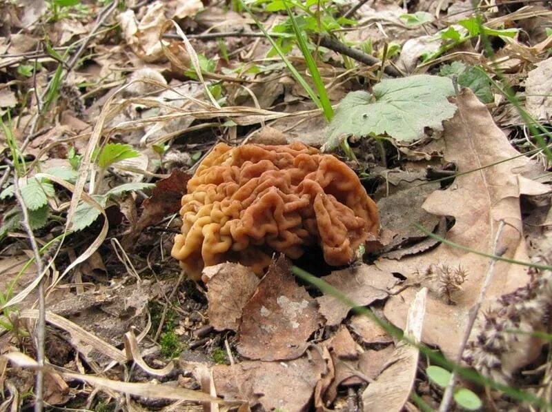 Сморчки и строчки