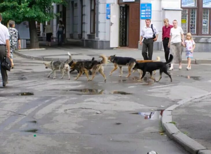 Собака бросается на людей