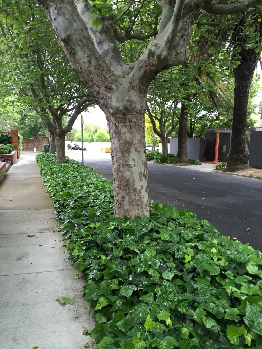 Плант улица. Street Plants Ivy. Plants on Street. Street Plants.