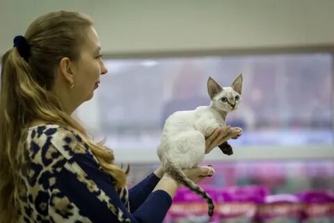 Выставка кошек смоленск