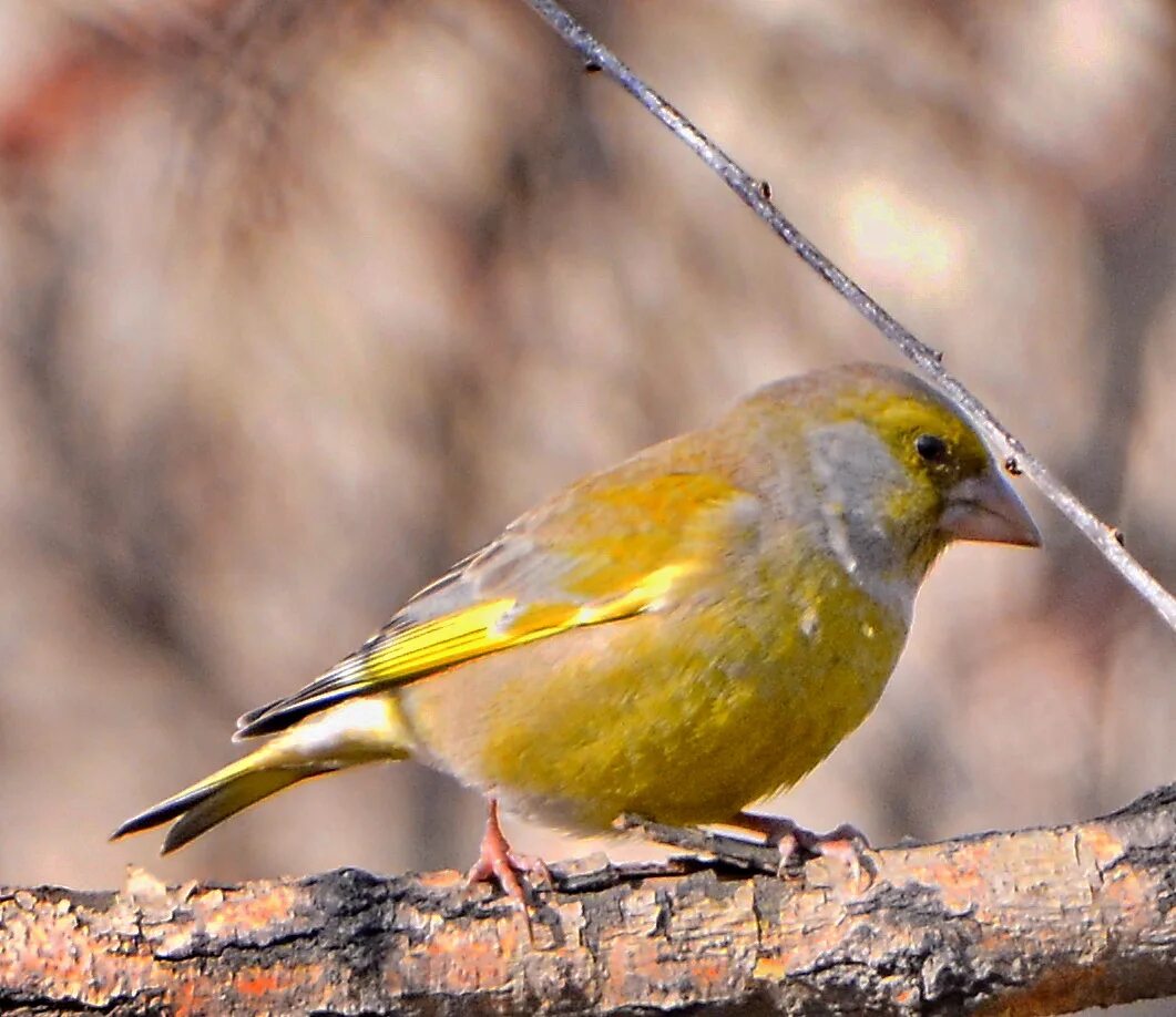 European Greenfinch (Carduelis chloris). Birds of Kyrgyzstan.