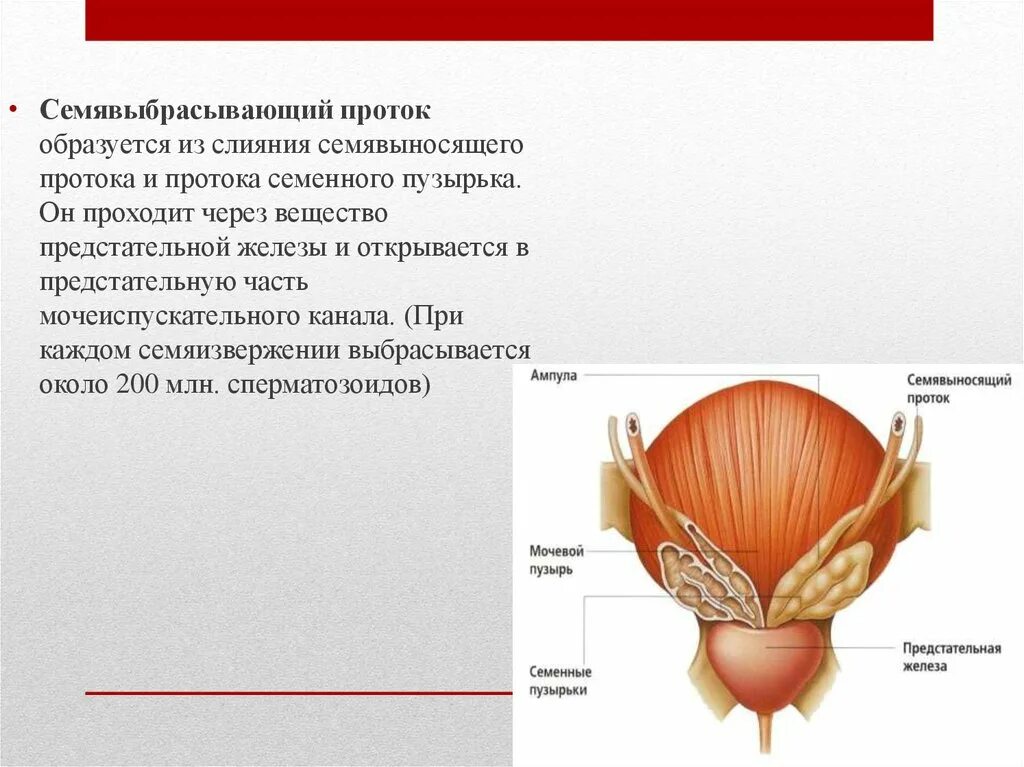 Семенные пузырьки простаты. Семенные пузырьки и бульбоуретральные железы. Мужская половая система семенные пузырьки. Семявыбрасывающий проток образован. Семявыбрасывающий проток образуется.