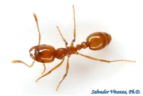 Solenopsis geminata