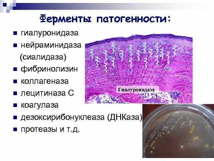 Фермент коагулаза. Фермент патогенности коагулаза. Коагулаза микробиология. Ферменты патогенности