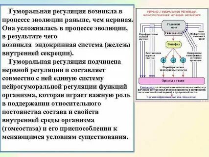 Взаимодействие систем нервной и гуморальной регуляции