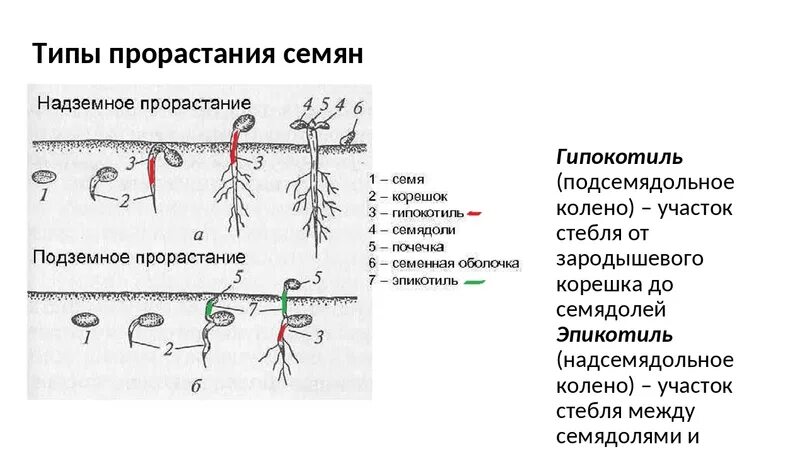 Эпикотиль и гипокотиль. Гипокотиль (подсемядольное колено). Проросток эпикотиль гипокотиль. Строение проростка фасоли. Главный корень зародыша развивается