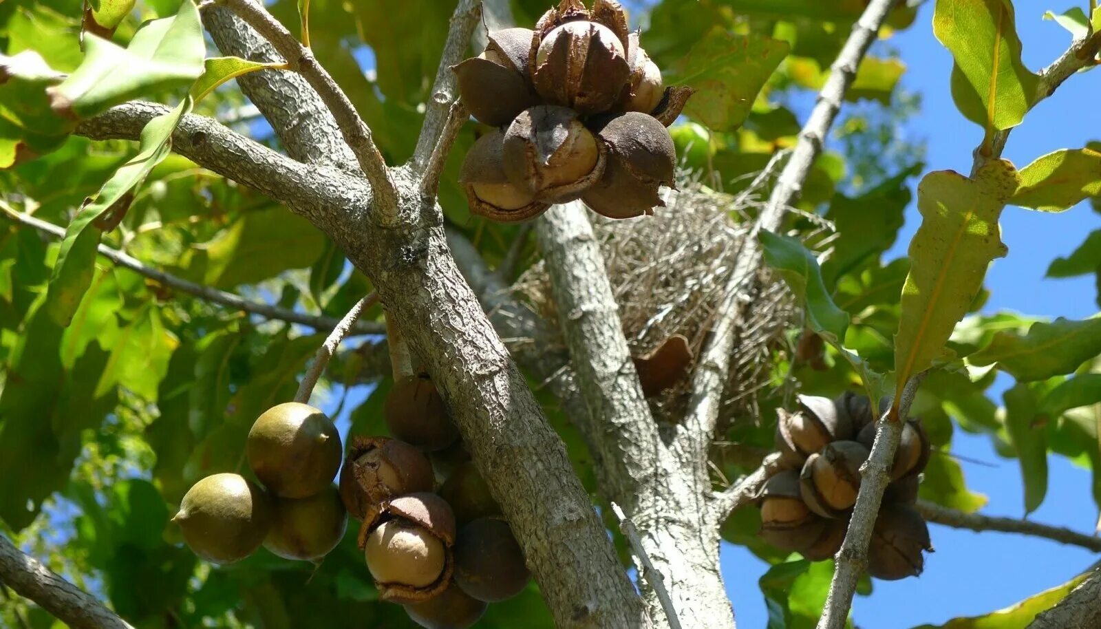 Сколько растет орех. Макадамия орех дерево. Орешник макадамия. Орешник дерево грецкий орех. Медвежий грецкий орех.
