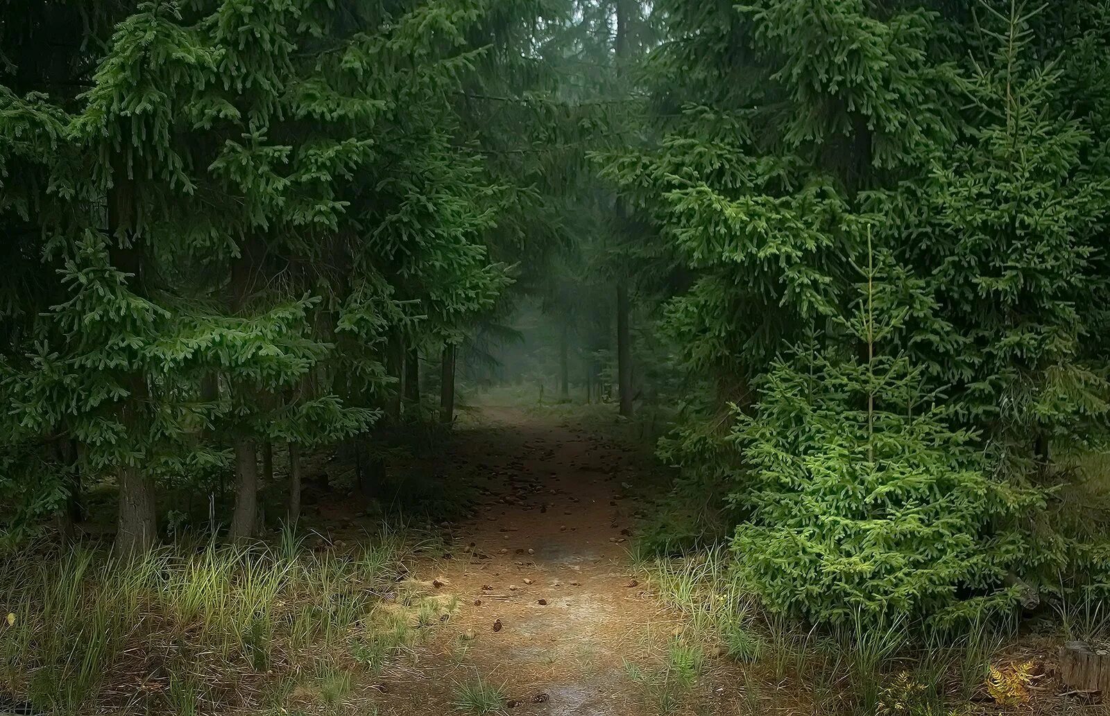 Елово Сосновый лес. Елово сосновйлес. Ельник. Лес ельник. Чаща названо так