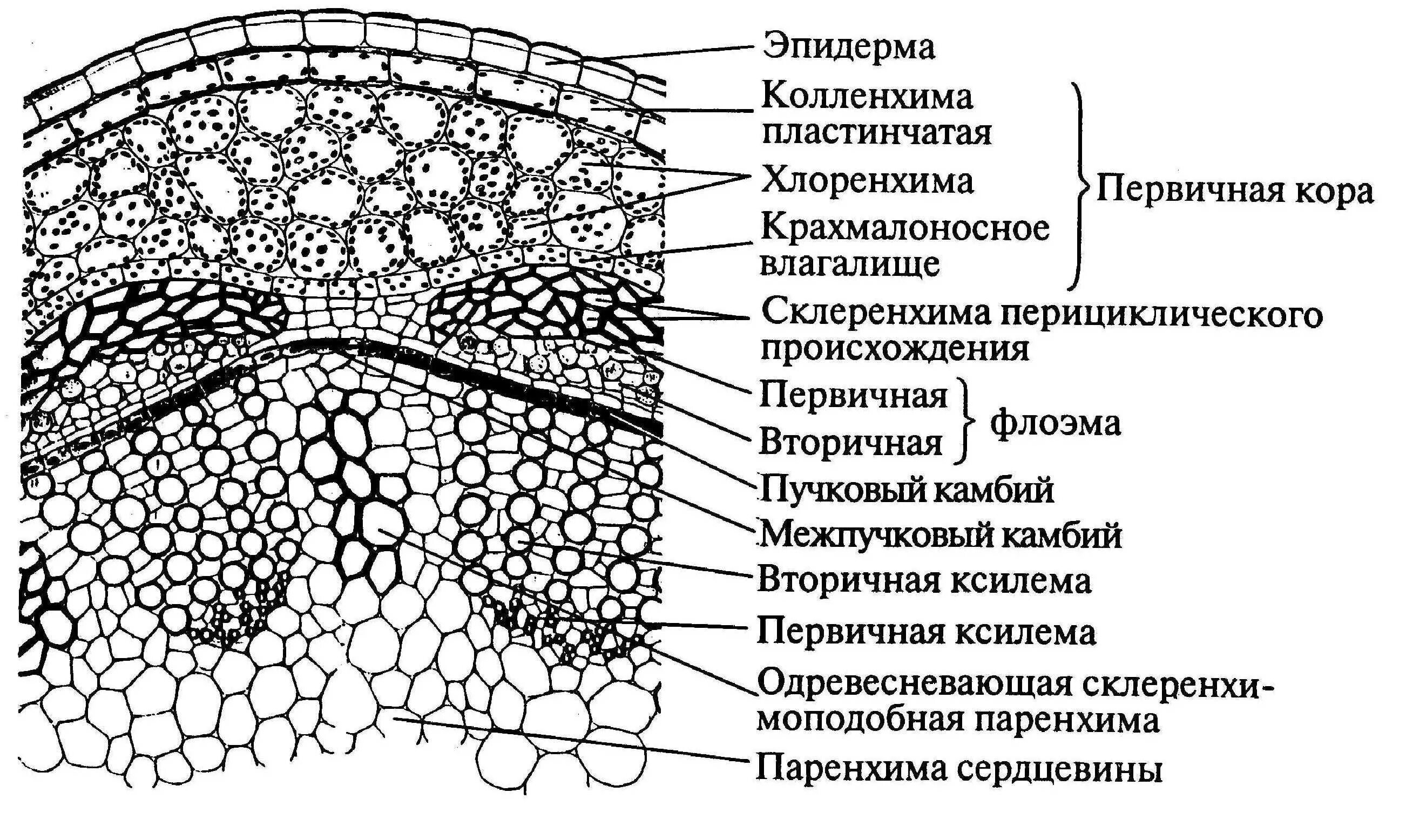 Анатомическое строение стебля травянистых растений. Поперечный срез стебля травянистого двудольного растения. Срез стебля двудольного растения ткани. Строение стебля двудольного травянистого растения. Строение травянистого стебля двудольных.