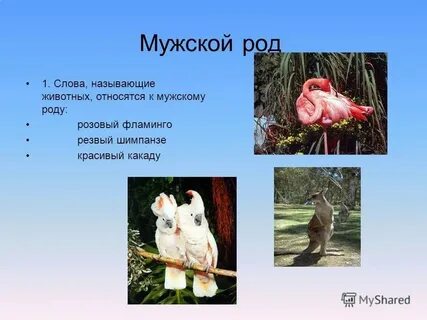 Шимпанзе род слова существительные