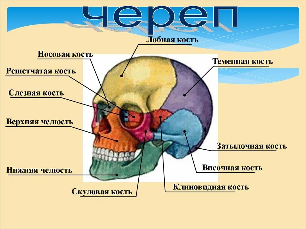 Лобная и теменная кость. Височная клиновидная решетчатая кость. Решётчатая кость черепа. Кости черепа слезная кость. Решетчатая и лобная кость.