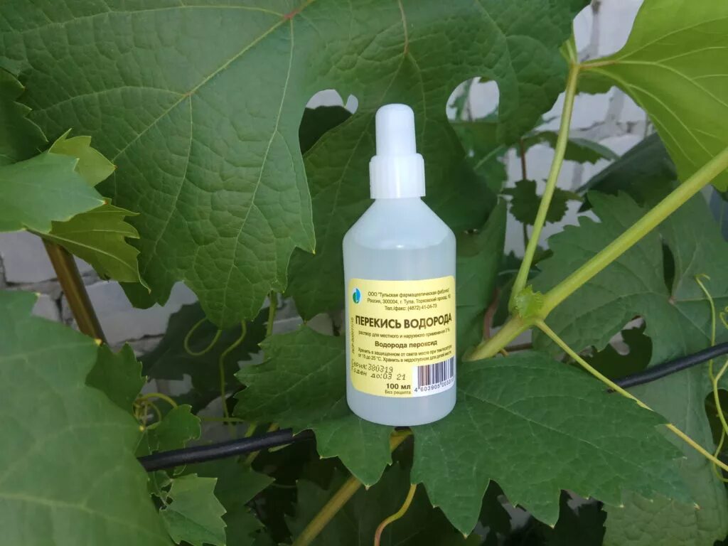 6% р-ра перекиси водорода. Раствор перекиси водорода для дезинфекции. Перекись в быту. Перекись водорода 3%. Препарат для обработки огурцов.