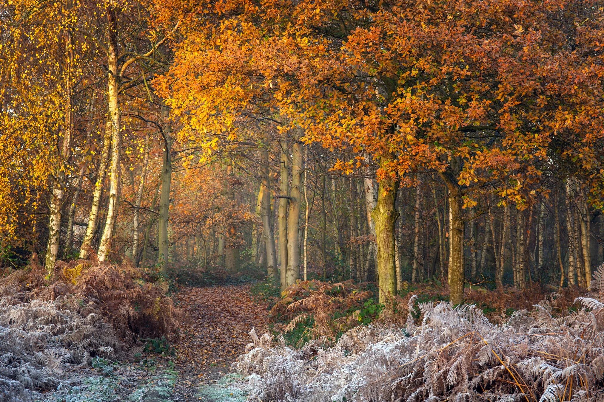 Может ли вас взволновать красота осеннего леса. Поздняя осень. Поздняя осень в лесу. Глубокая осень. Лес поздней осенью.