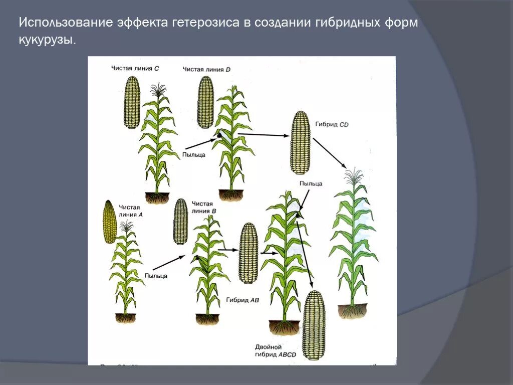 Выведение чистой линии растений методом. Гетерозис метод селекции. гетерозис у растений. гетерозис в селекции растений. гетерозис кукурузы.