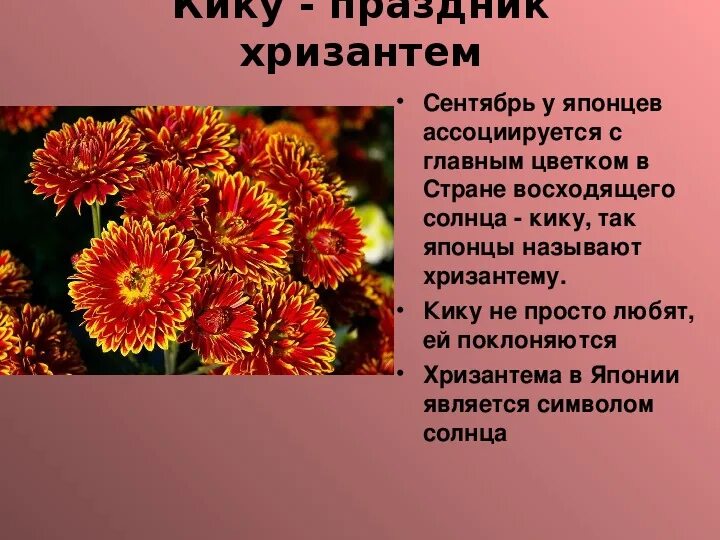 Значение цветов хризантем. Хризантема символ японии легенда. хризантемы что символизирует. праздник хризантем в японии. родина хризантемы.