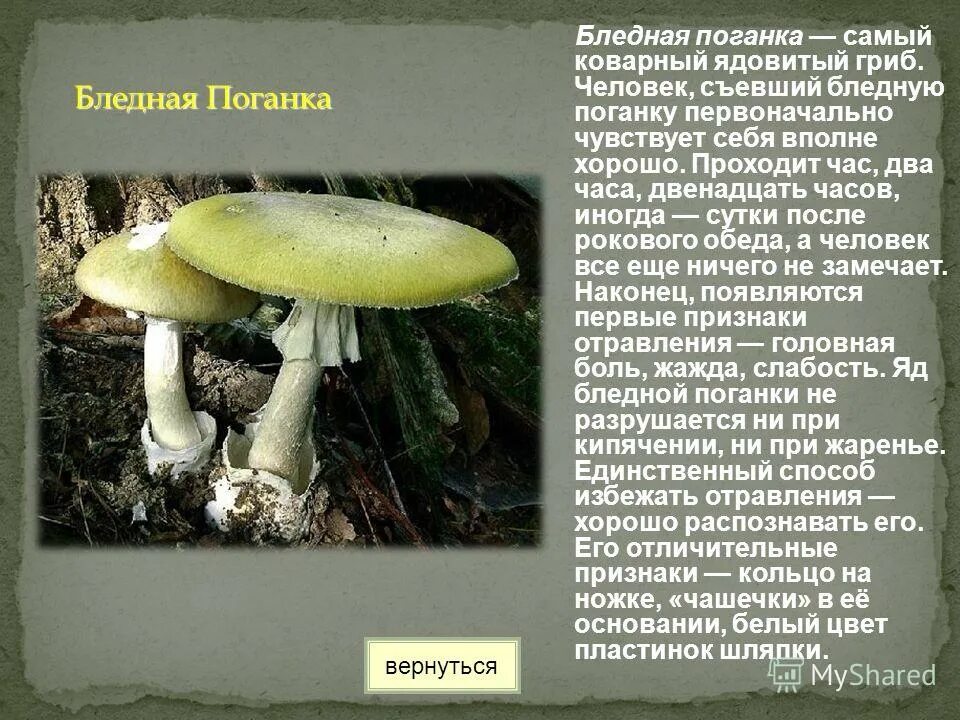 Ядовитые вещества грибы