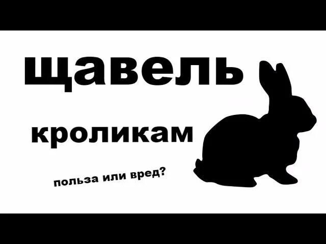 Можно ли кроликам щавель