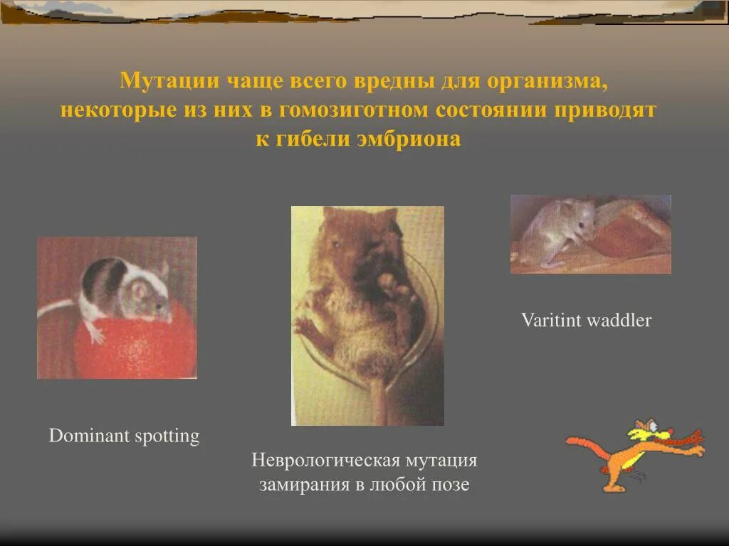 Мутации переходят в гомозиготное состояние. Мутации полезные вредные нейтральные. вредные мутации примеры. полезные мутации примеры у животных. вредные и полезные мутации человека.