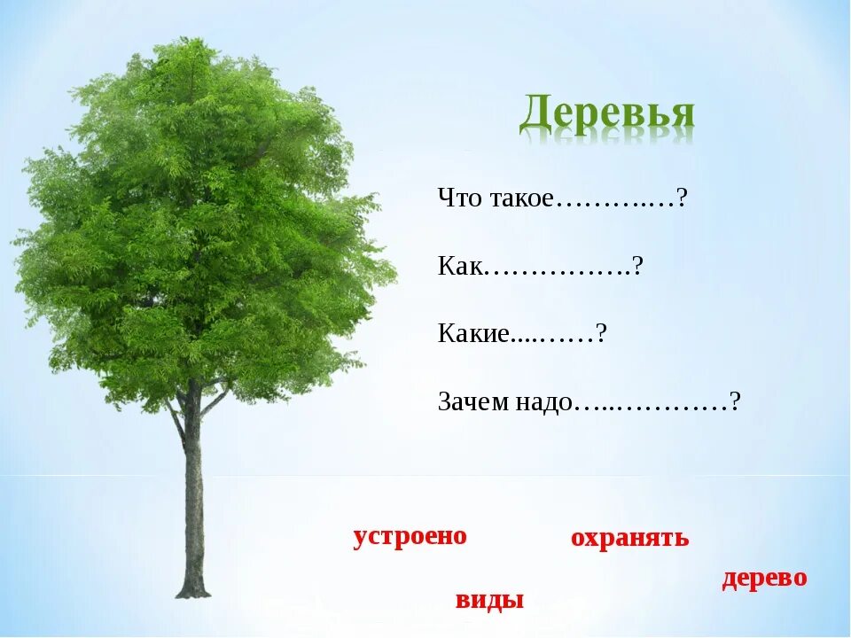 Виды деревьев. Нужны деревья. Деревья для чего они нужны. Зачем человеку деревья.