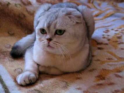 Шиншилла вислоухая