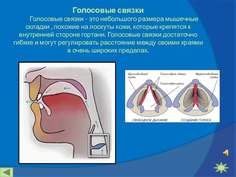 От чего зависят голосовые связки. Ложные голосовые связки. Строение голосовых связок. Голосовая связка гортани.