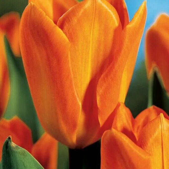 Купить тюльпаны в леруа мерлен. Тюльпан оранж Эмперор. Orange Emperor тюльпан. Тюльпаны Фостера Tulipa fosteriana. Тюльпан Фостера Orange Emperor.