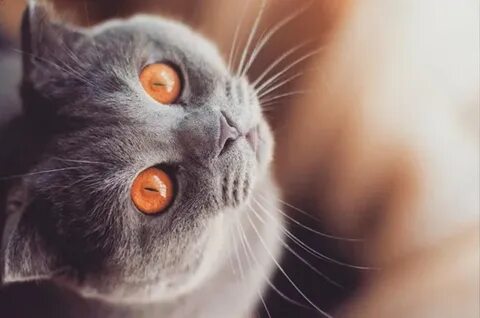 Котозайм