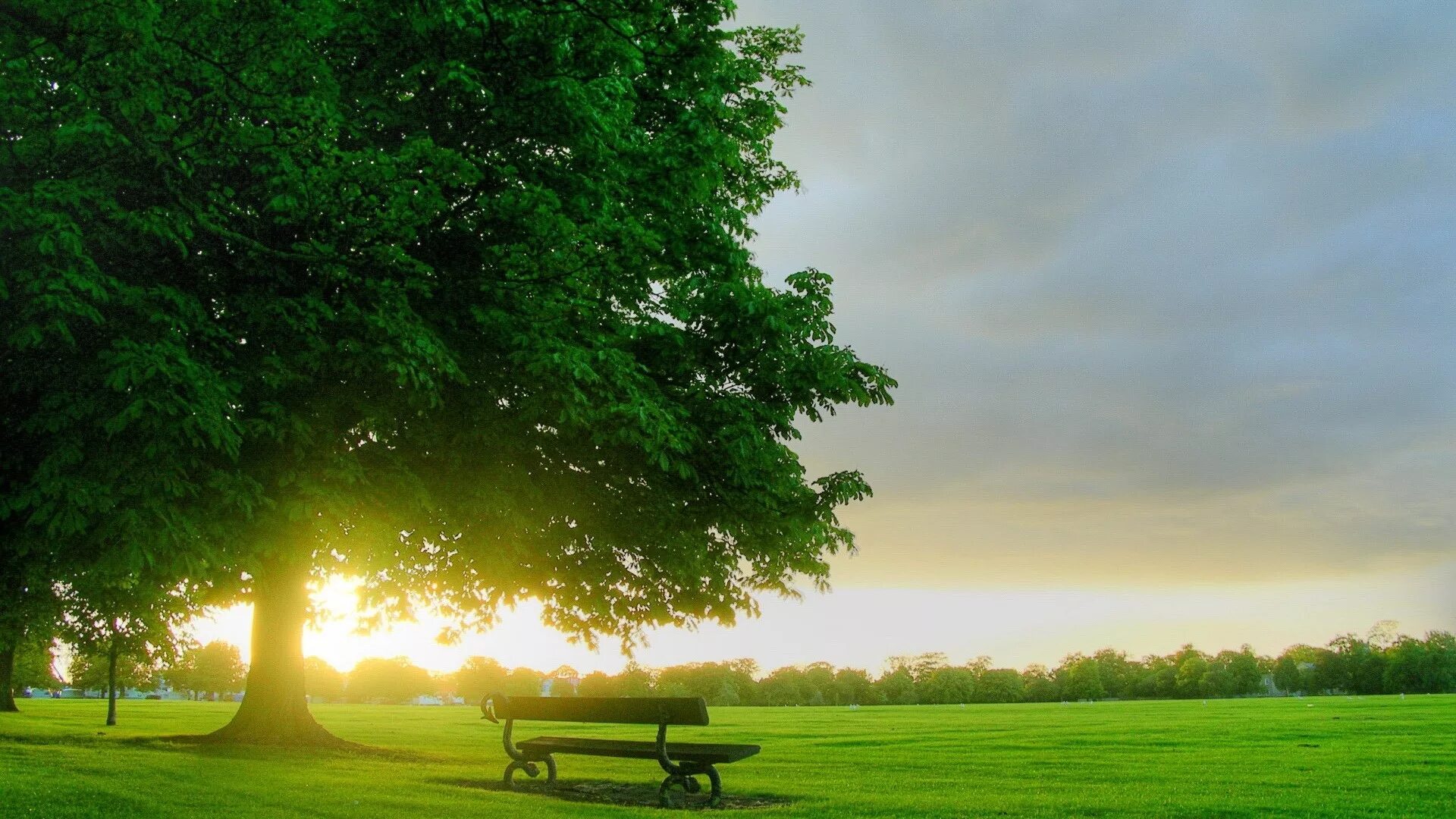 There are many trees in the park. There are many trees in the park