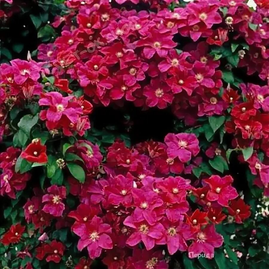 Клематис гибридный Ниобе Clematis Niobe (С1)