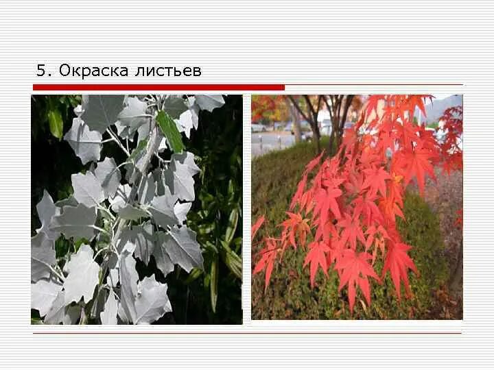 Это растение отличается эффектной окраской листьев. Это растение отличается эффектной окраской листьев