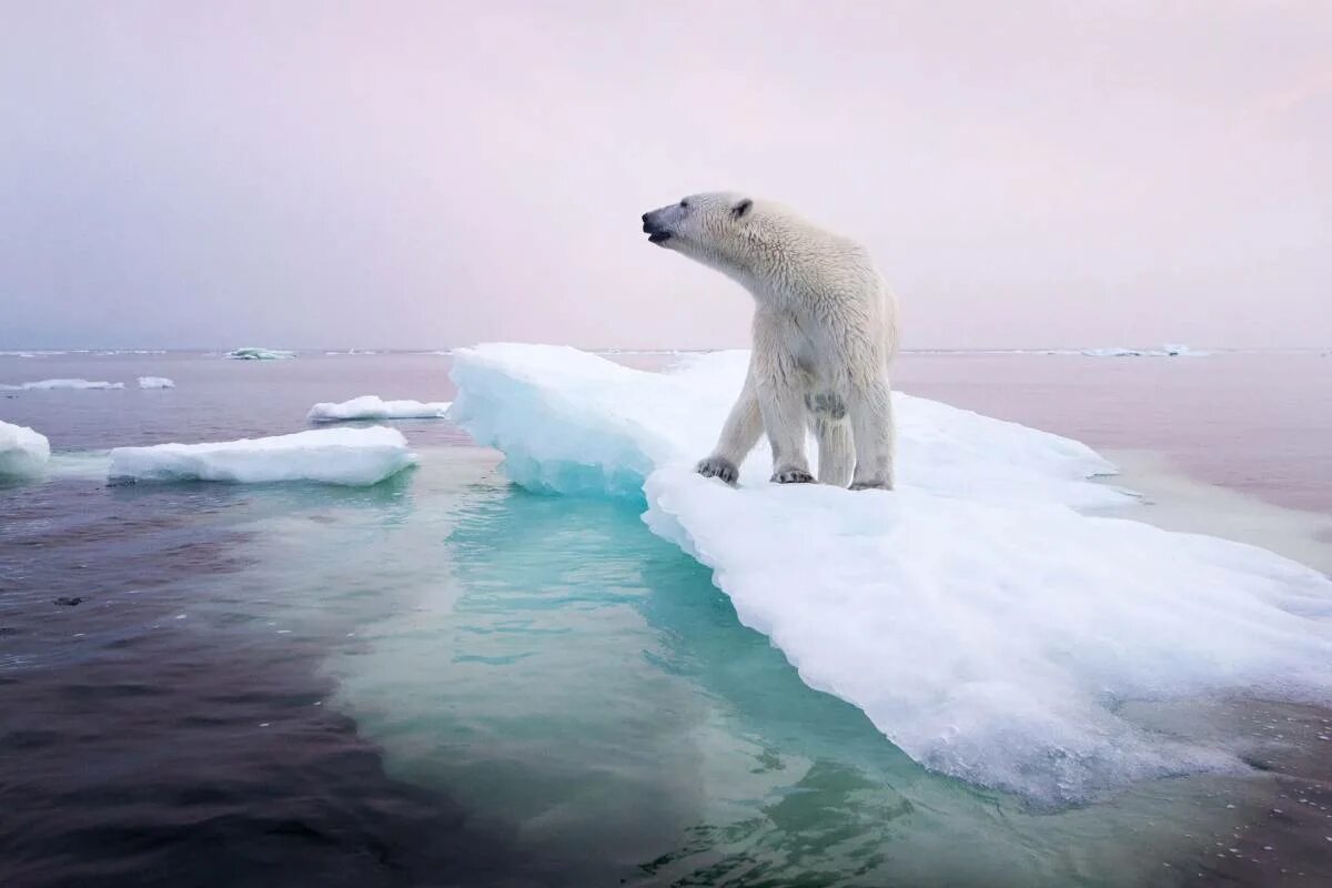 На льдах какого залива обитают белые. Остров Врангеля белые медведи. Белые медведи в Арктике. Белый медведь Северный полюс. Полар бир (Polar Bear).