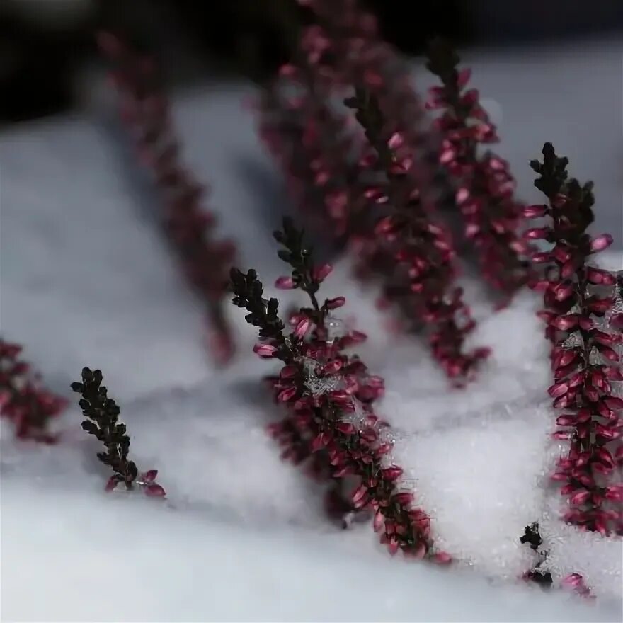 Вереск зимой фото Purple Heather flowers stock photo. Image of calluna 38814002