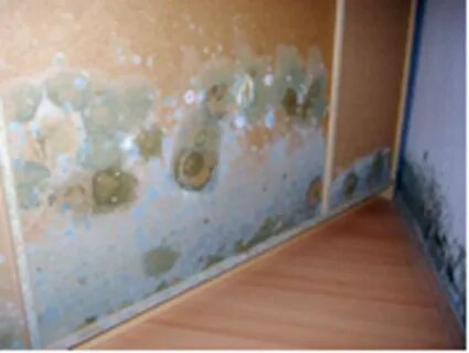 Плесень на стенах - 51 фото