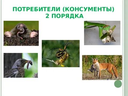 Охарактеризуйте на нескольких примерах роль животных