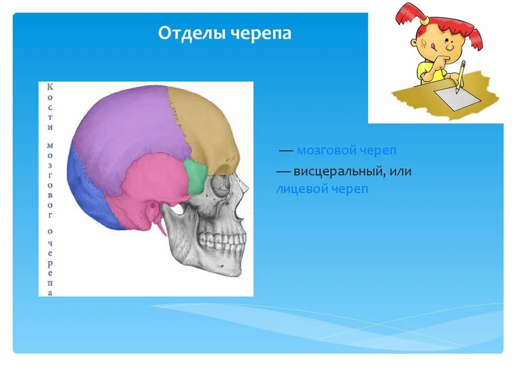 Развитие мозгового черепа. Отделы черепа. висцеральный отдел черепа. лицевой висцеральный отдел черепа. мозговой и висцеральный отделы черепа.