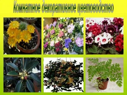Декоративное цветоводство биология
