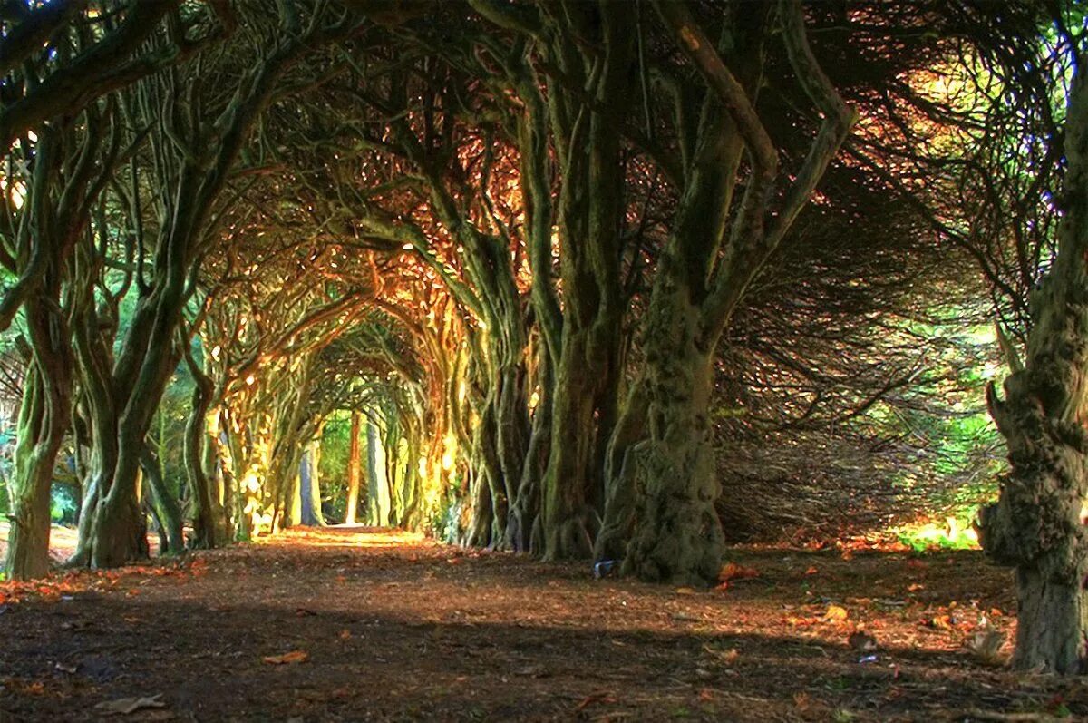 Миру удивительный и загадочный. Аллея дарк Хеджес. Лес туннель Ирландия. Тисовая аллея Испания.