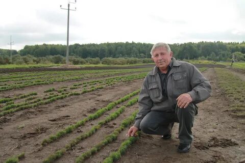 На двух опытных участках вырастили картофель
