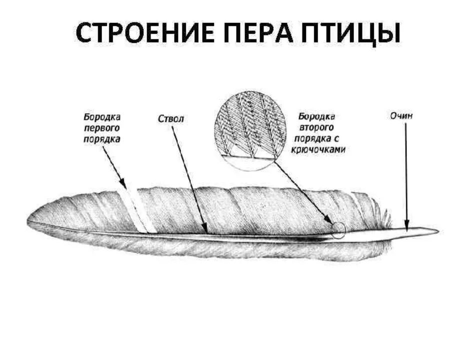 Строение пера. Перо птицы строение. Строение контурного пера. Строение контурного пера птицы.