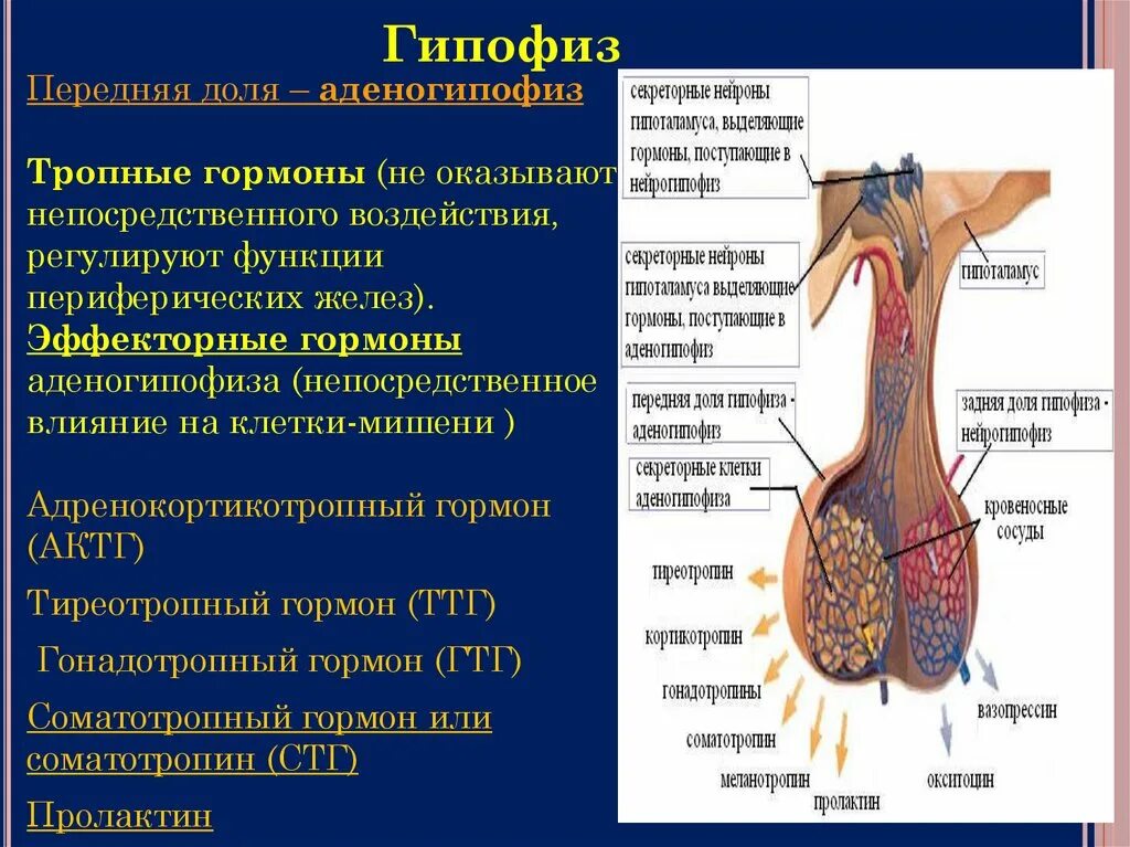 Клетки передней доли гипофиза таблица. Аденогипофиз клетки мишени. Секреторные клетки гипофиза.