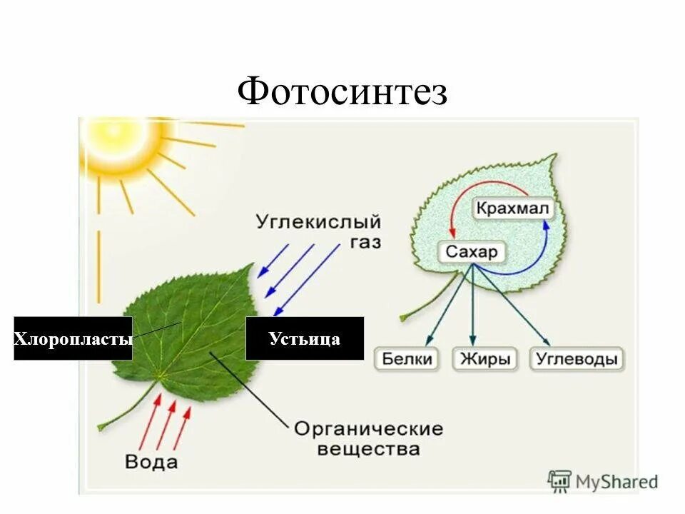 В каком процессе поглощается углекислый газ