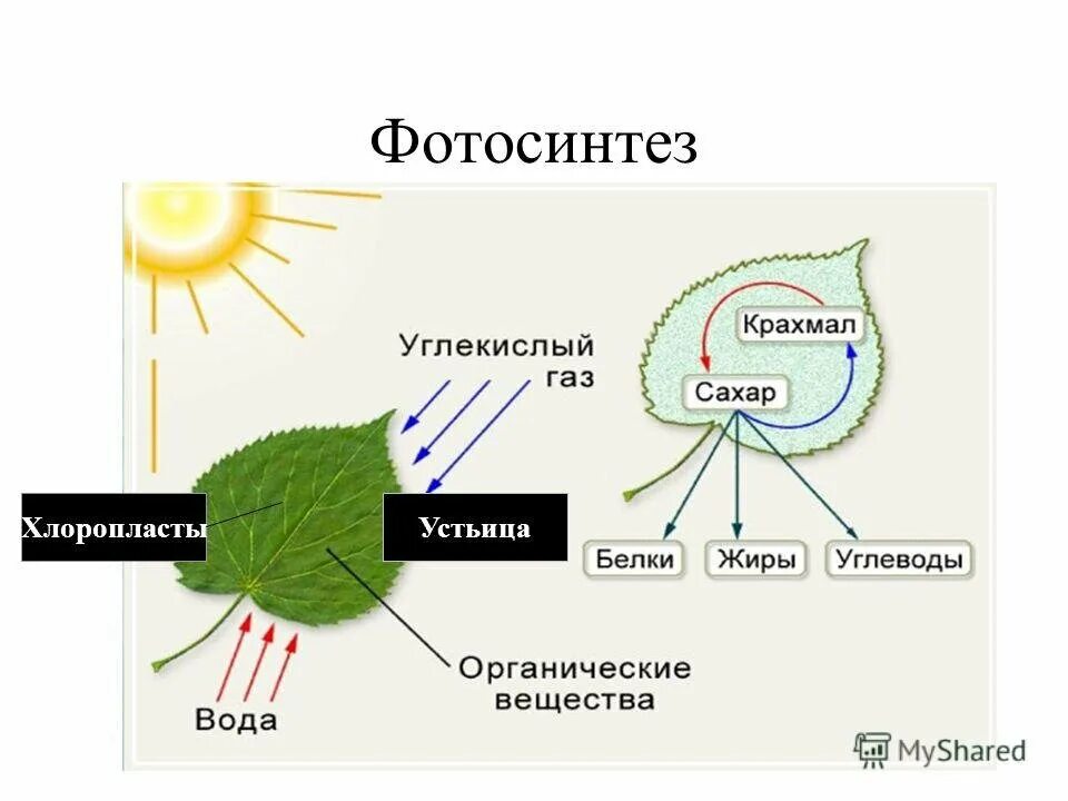 Схема фотосинтеза 6. Схема фотосинтеза 6 класс биология. Схема фотосинтеза у растений. Фотосинтез растений 6 класс биология вода. При фотосинтезе растениями используется