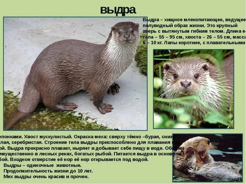 Животные ленинградской области занесенные в красную книгу список. Хищник семейства куньих. Ласка хорек куница. Красная книга животных ленинградской области. Ласка домовой.