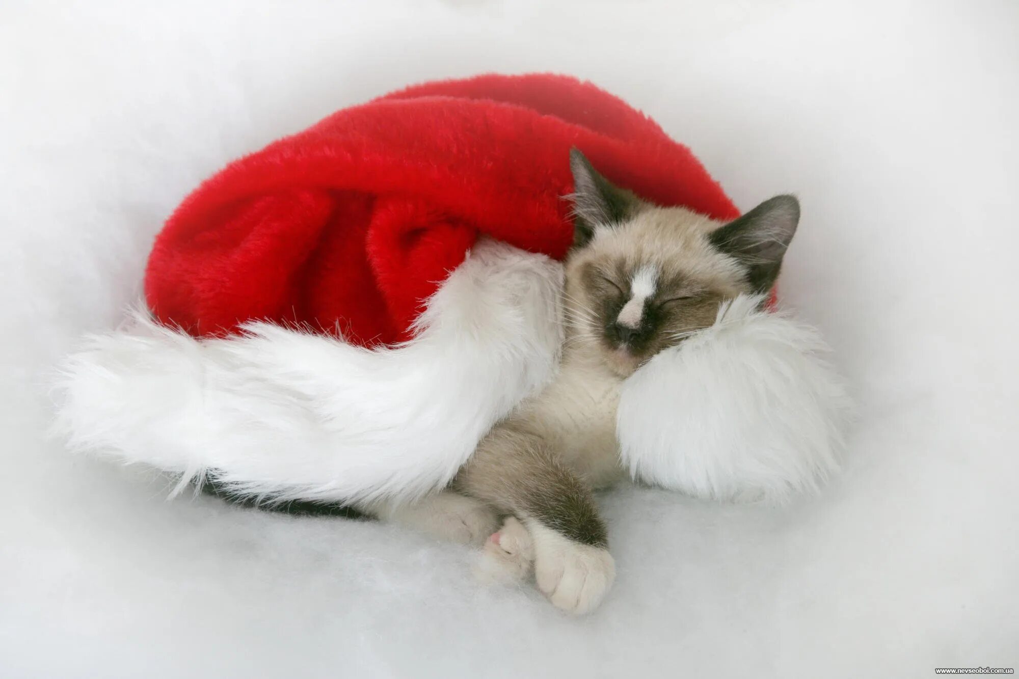 Новый год котики. Новогодний кот. Новогодние котята. Новогодние котята. Бенгальская кошка.