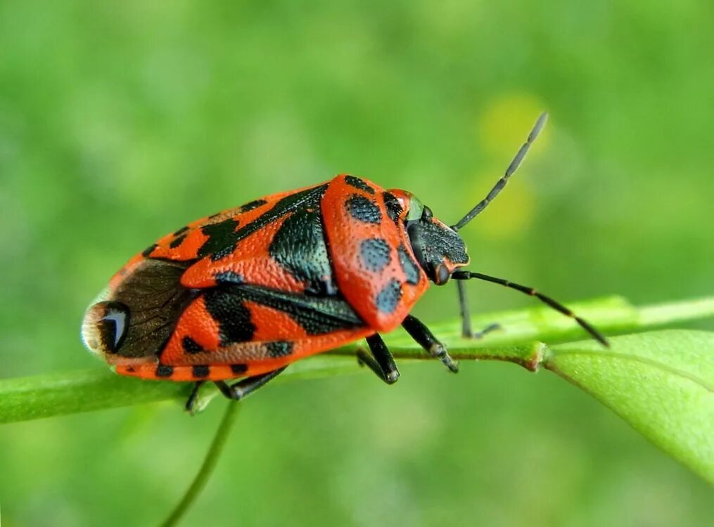 жучки группа