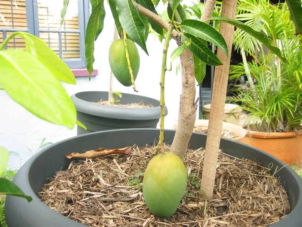 Карликовое манго дерево. Прорастить манго. Дерево манго Росток. Деревце манго в горшке. Выращивание экзотических