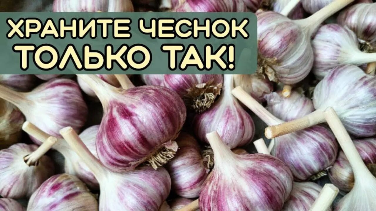 Как обработать чеснок для хранения. Чеснок. чеснок в огороде. хранение чеснока. как правильно хранить чеснок.