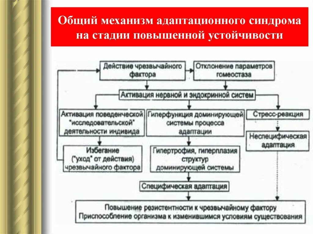 Механизмы формирования адаптаций. Механизм развития общего адаптационного синдрома. патогенез общего адаптационного синдрома. стресс механизм развития общего адаптационного синдрома. механизмы развития общего адаптационного синдрома патофизиология.