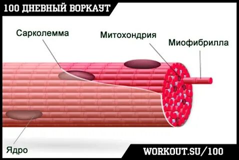Почему в мышечной ткани больше митохондрий