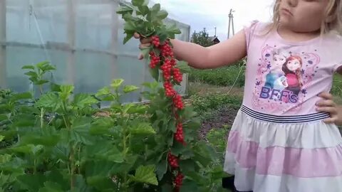 Сколько растет красная смородина